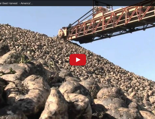 Sugar Beet Harvest