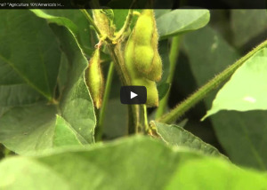 Soybean Video