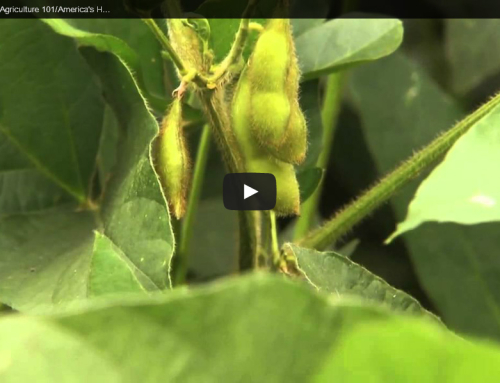 What Are Soybeans?