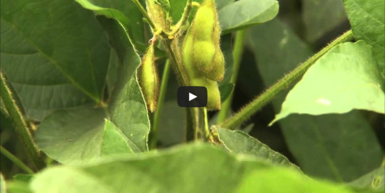 Soybean Video