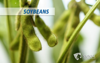 Soybean Markets